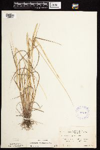 Alopecurus aequalis image