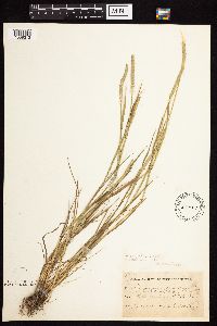 Alopecurus aequalis image