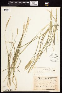 Alopecurus aequalis image