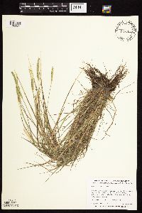 Media resource of Alopecurus aequalis