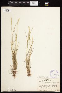 Alopecurus aequalis image