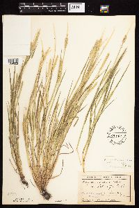 Alopecurus aequalis image