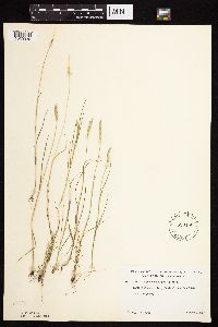 Alopecurus aequalis image