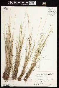 Alopecurus aequalis image