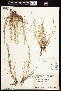 Alopecurus aequalis image