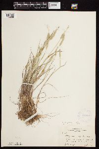 Alopecurus aequalis image