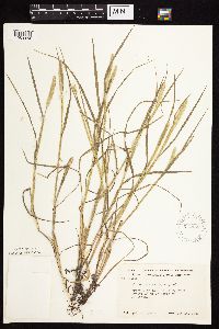 Alopecurus aequalis image