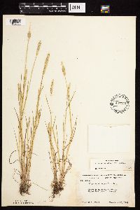 Alopecurus aequalis image