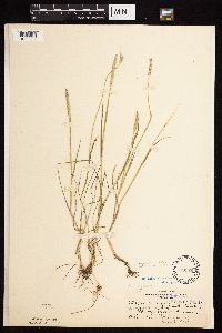 Alopecurus aequalis image