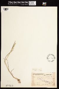 Alopecurus aequalis image