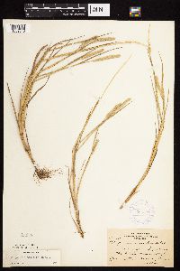 Alopecurus aequalis image