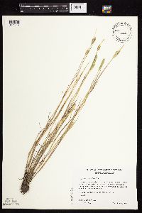 Alopecurus carolinianus image