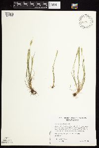Alopecurus carolinianus image