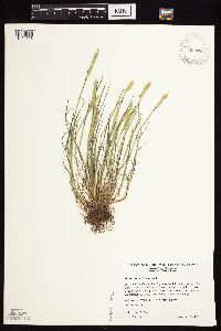 Alopecurus carolinianus image
