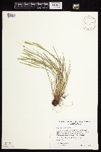 Alopecurus carolinianus image
