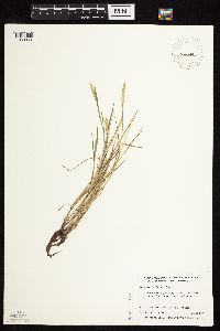 Alopecurus carolinianus image