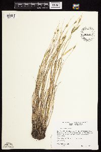 Alopecurus carolinianus image