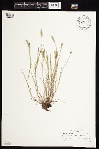 Alopecurus carolinianus image