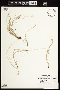 Alopecurus carolinianus image