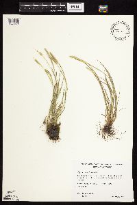 Alopecurus carolinianus image