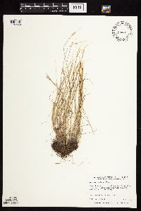 Alopecurus carolinianus image