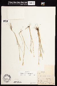 Alopecurus carolinianus image