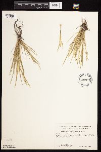 Alopecurus carolinianus image