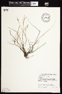 Alopecurus carolinianus image