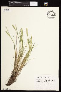 Alopecurus carolinianus image