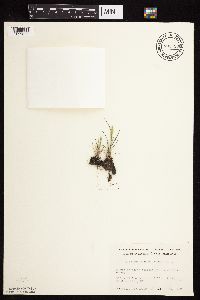 Alopecurus carolinianus image