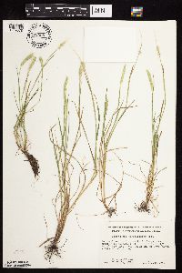 Alopecurus carolinianus image