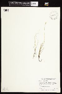 Alopecurus carolinianus image