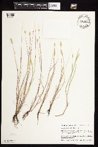 Alopecurus carolinianus image