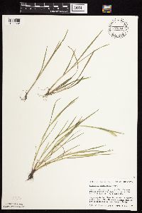 Alopecurus carolinianus image