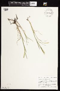 Alopecurus carolinianus image
