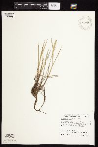 Alopecurus carolinianus image