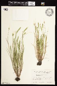 Alopecurus carolinianus image