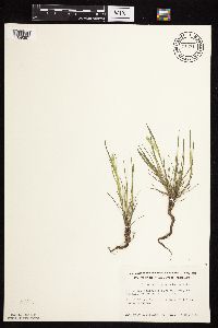 Alopecurus carolinianus image