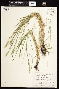 Alopecurus carolinianus image