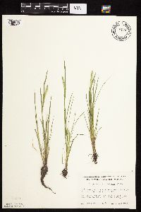 Alopecurus carolinianus image