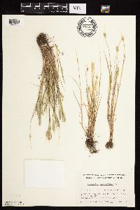 Alopecurus carolinianus image