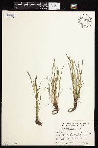 Alopecurus carolinianus image