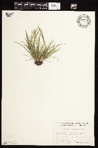 Alopecurus carolinianus image