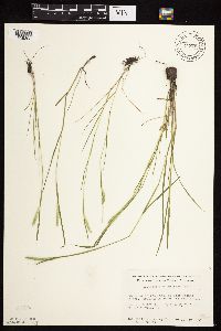 Alopecurus carolinianus image