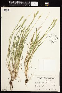 Alopecurus carolinianus image