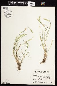 Media resource of Alopecurus carolinianus