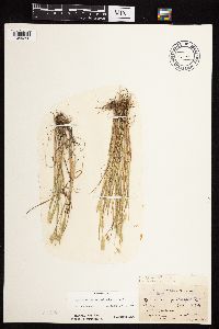 Alopecurus carolinianus image