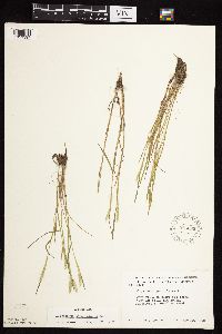 Alopecurus carolinianus image