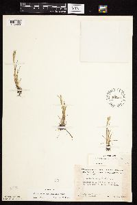 Alopecurus carolinianus image