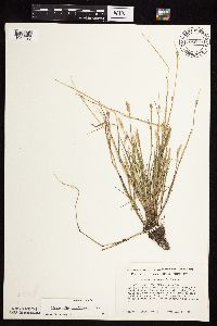 Alopecurus carolinianus image